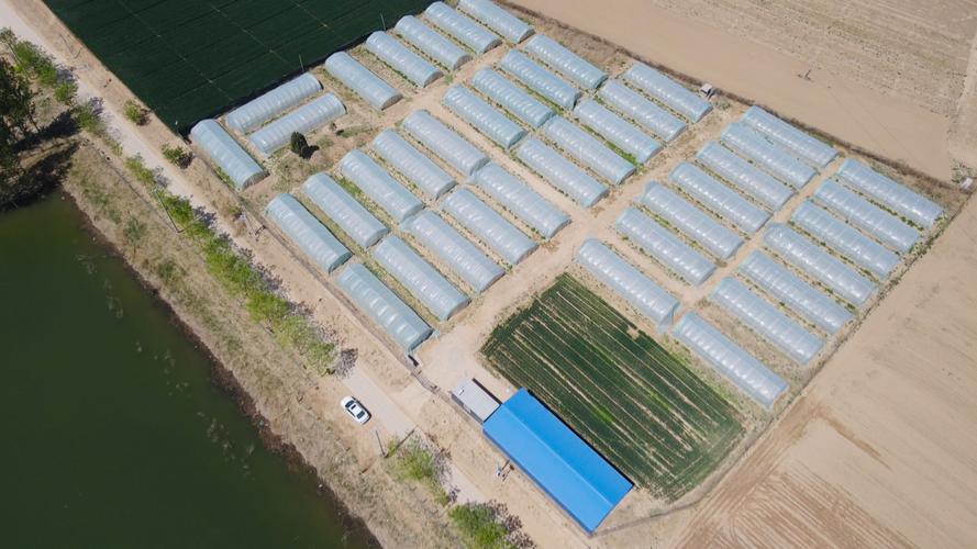 衡水新闻网聚焦 蝗虫养殖成致富新途径，生态与经济效益双赢