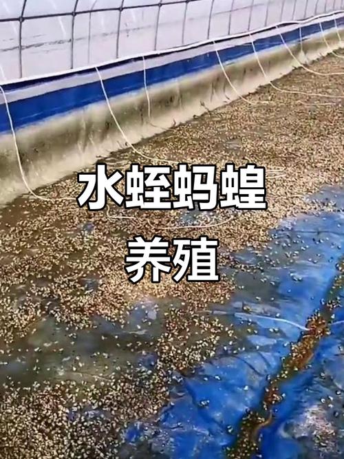 温室大棚里的“软黄金” 水蛭与蝗虫养殖的合作新机遇