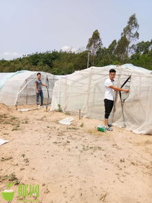 昌江七叉镇蚂蚱养殖基地盼销路，寻热心人士助解困