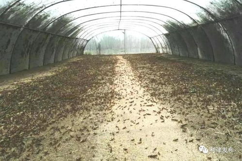 石金铭 养蚂蚱闯出致富路