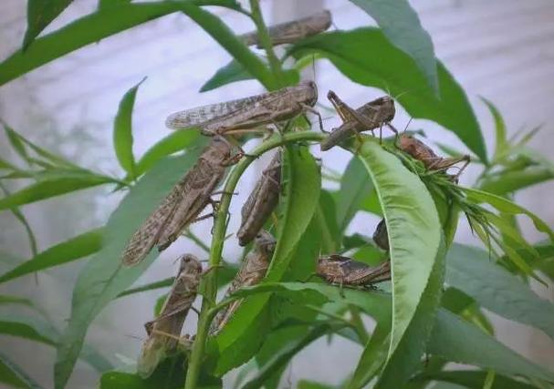 害虫变"致富虫":蝗虫养殖的惊人利润!